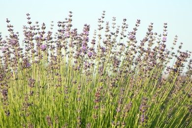 Photo of View of beautiful blooming lavender growing outdoors