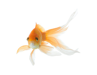 Beautiful bright small goldfish isolated on white