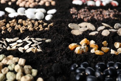 Different seeds on fertile soil, closeup. Vegetables growing