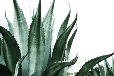 Image of Beautiful agave plant outdoors, closeup. Color toned