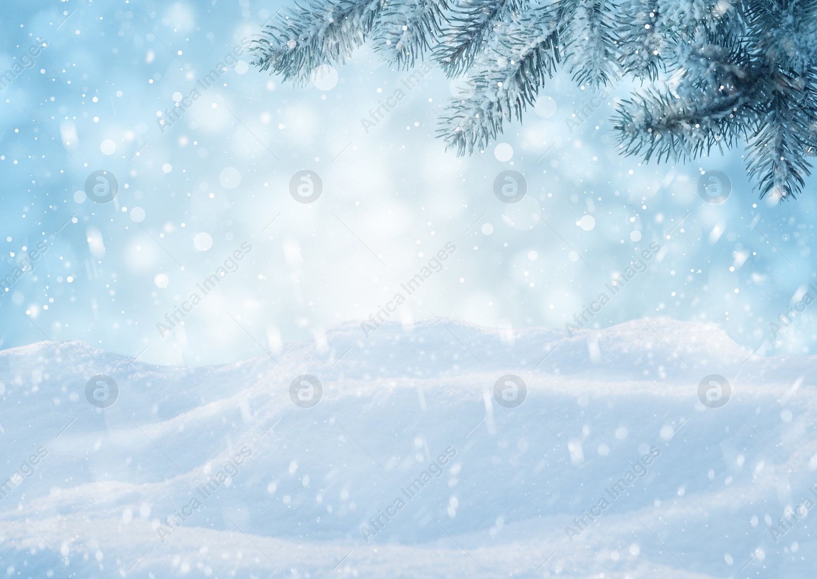 Image of Winter card design. Beautiful fluffy snow and fir tree outdoors