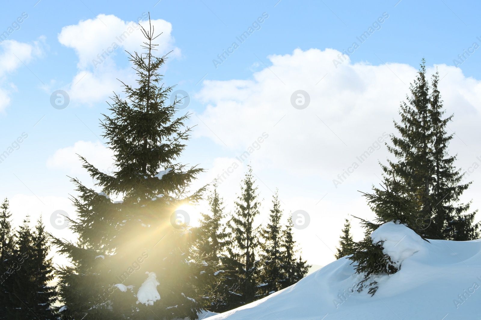 Photo of Picturesque view of snowy forest in winter