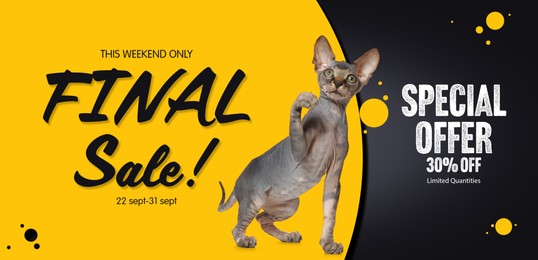 Advertising poster Pet Shop SALE. Cute cat and discount offer on color background, banner design