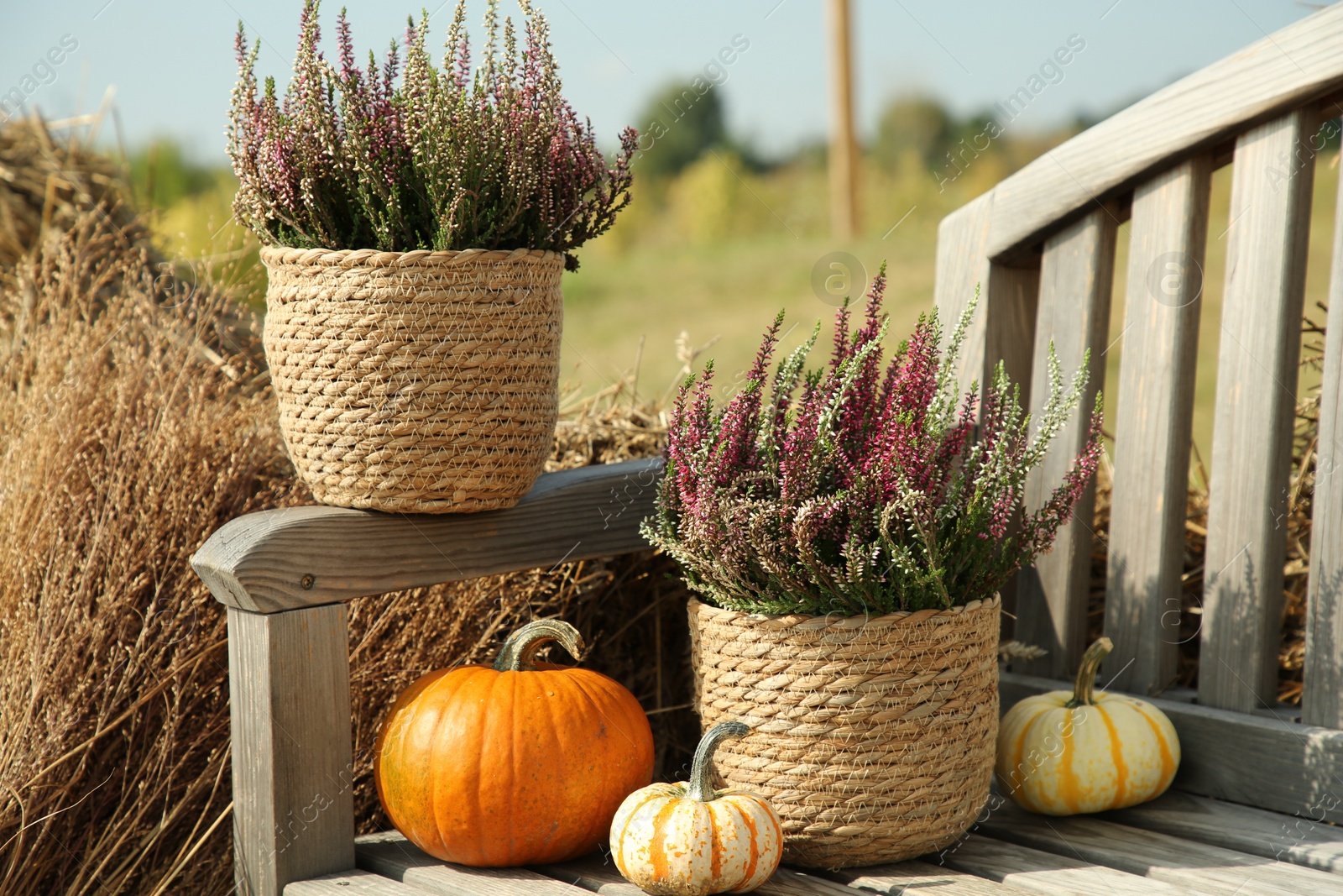 Photo of Beautiful heather flowers in pots and pumpkins on wooden bench outdoors