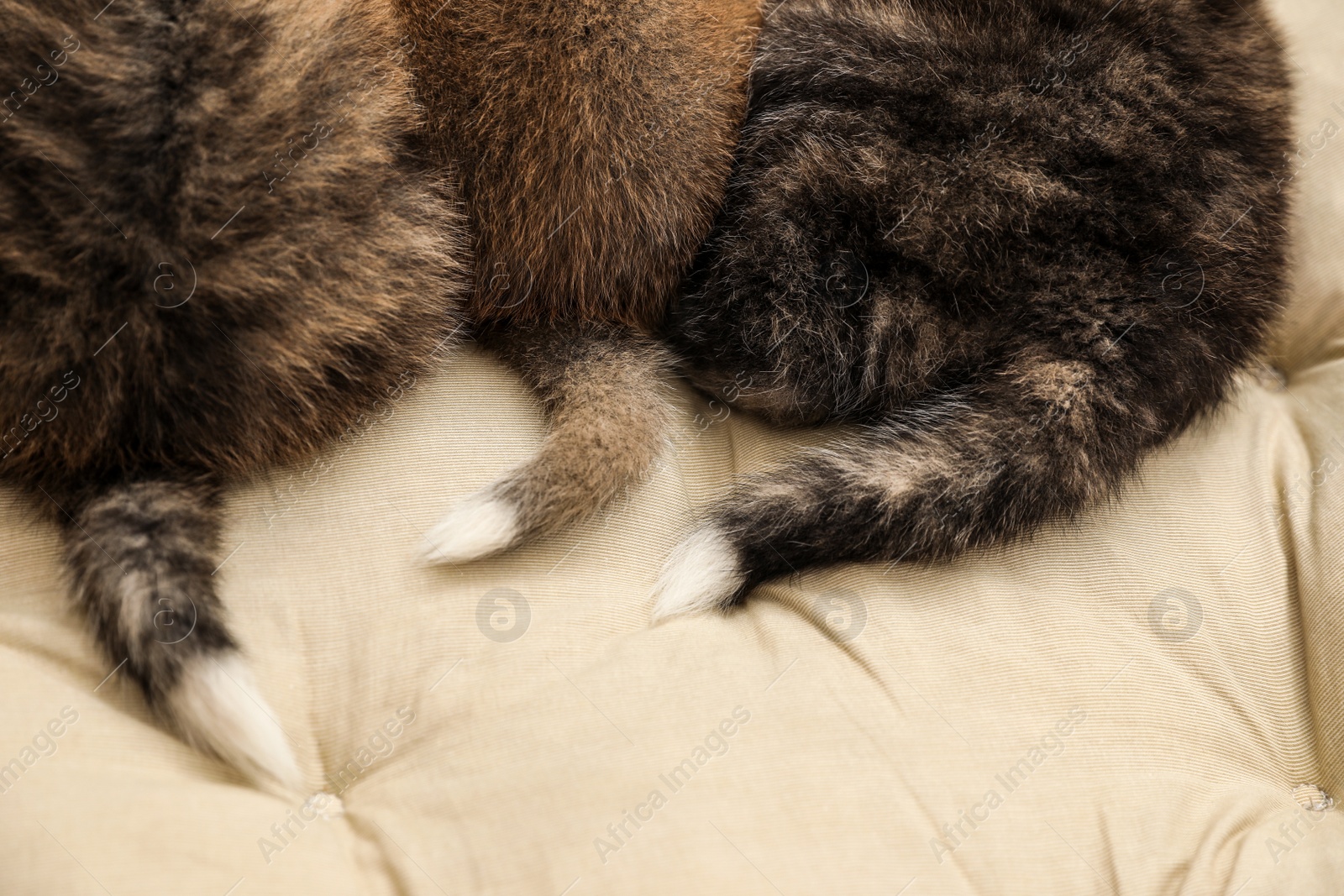 Photo of Akita inu puppies on pet pillow. Cute dogs