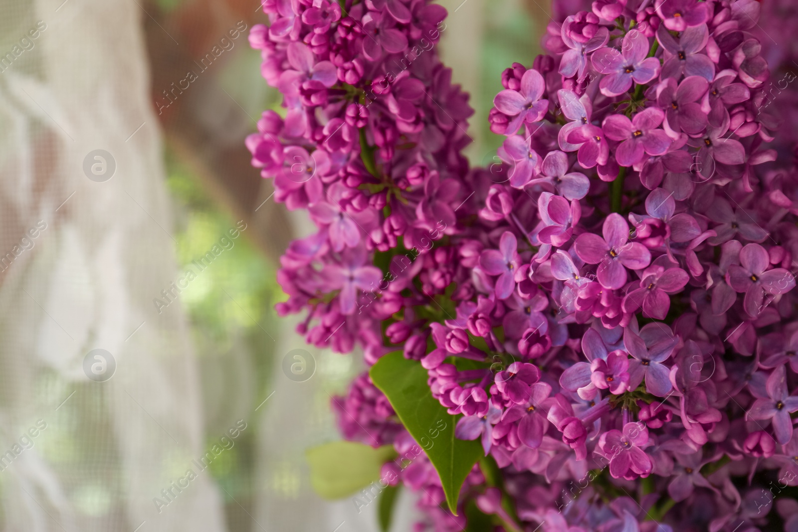 Photo of Beautiful lilac flowers near window indoors, closeup. Space for text