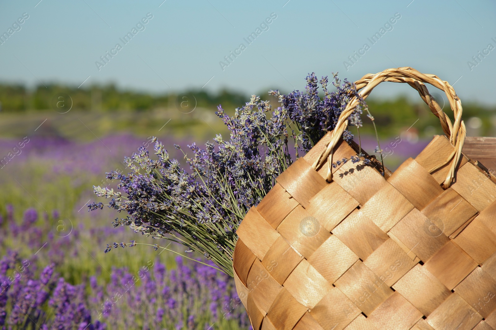 Photo of Wicker bag with beautiful lavender flowers in field, space for text
