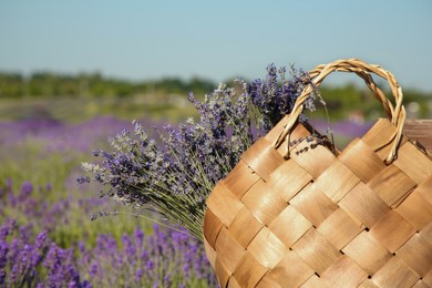 Wicker bag with beautiful lavender flowers in field, space for text