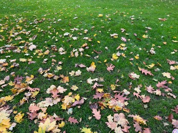 Many dry leaves on green grass in autumn park