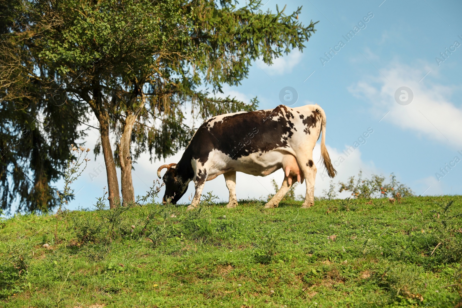 Photo of Spotted cow grazing on green pasture in summer