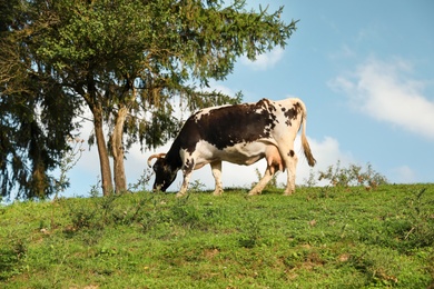 Spotted cow grazing on green pasture in summer