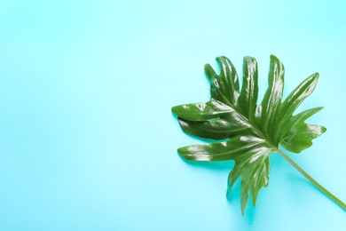 Beautiful tropical Philodendron leaf on color background, top view