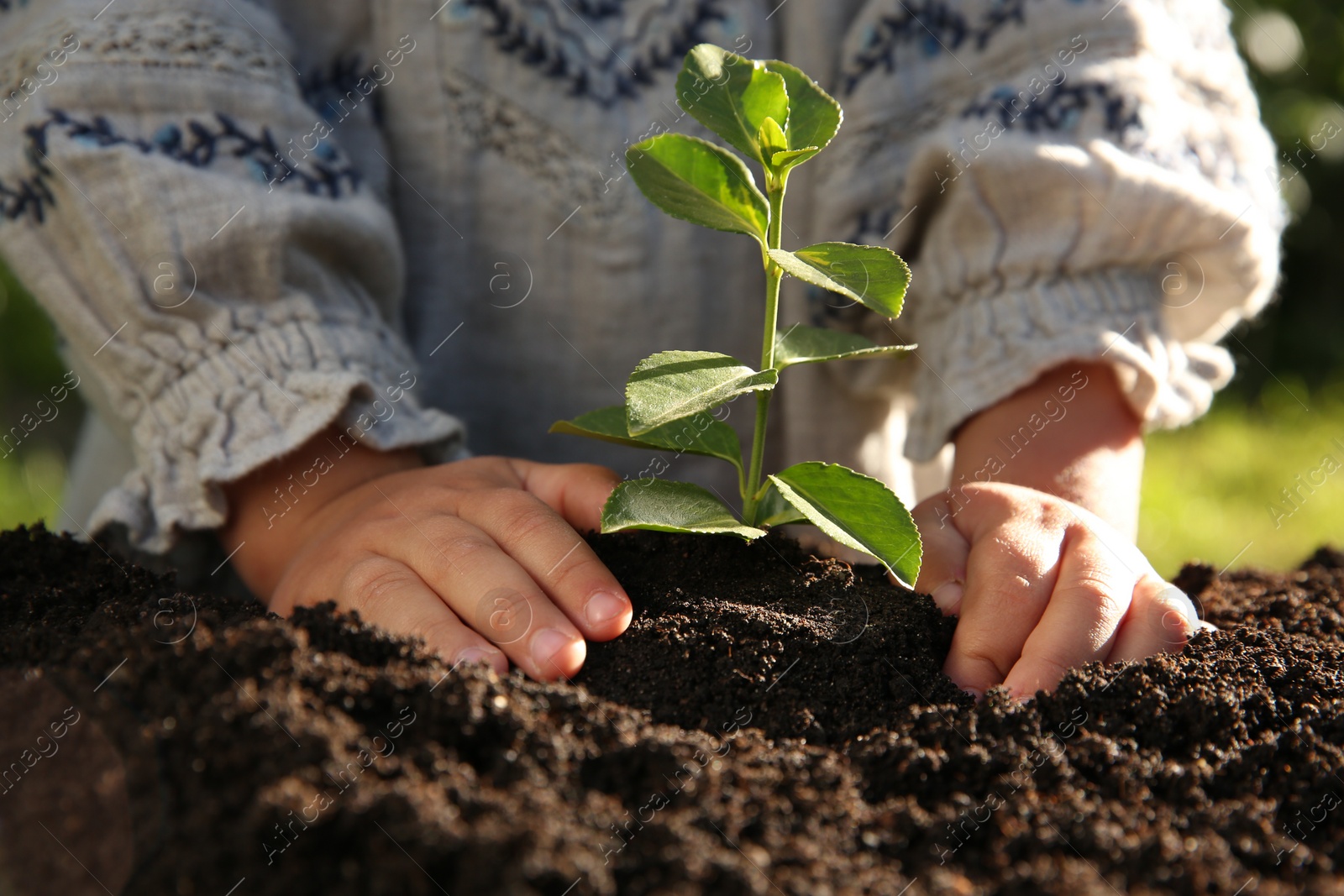 Photo of Cute baby girl planting tree outdoors, closeup