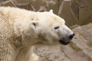Photo of Beautiful polar bear in zoo. Wild animal