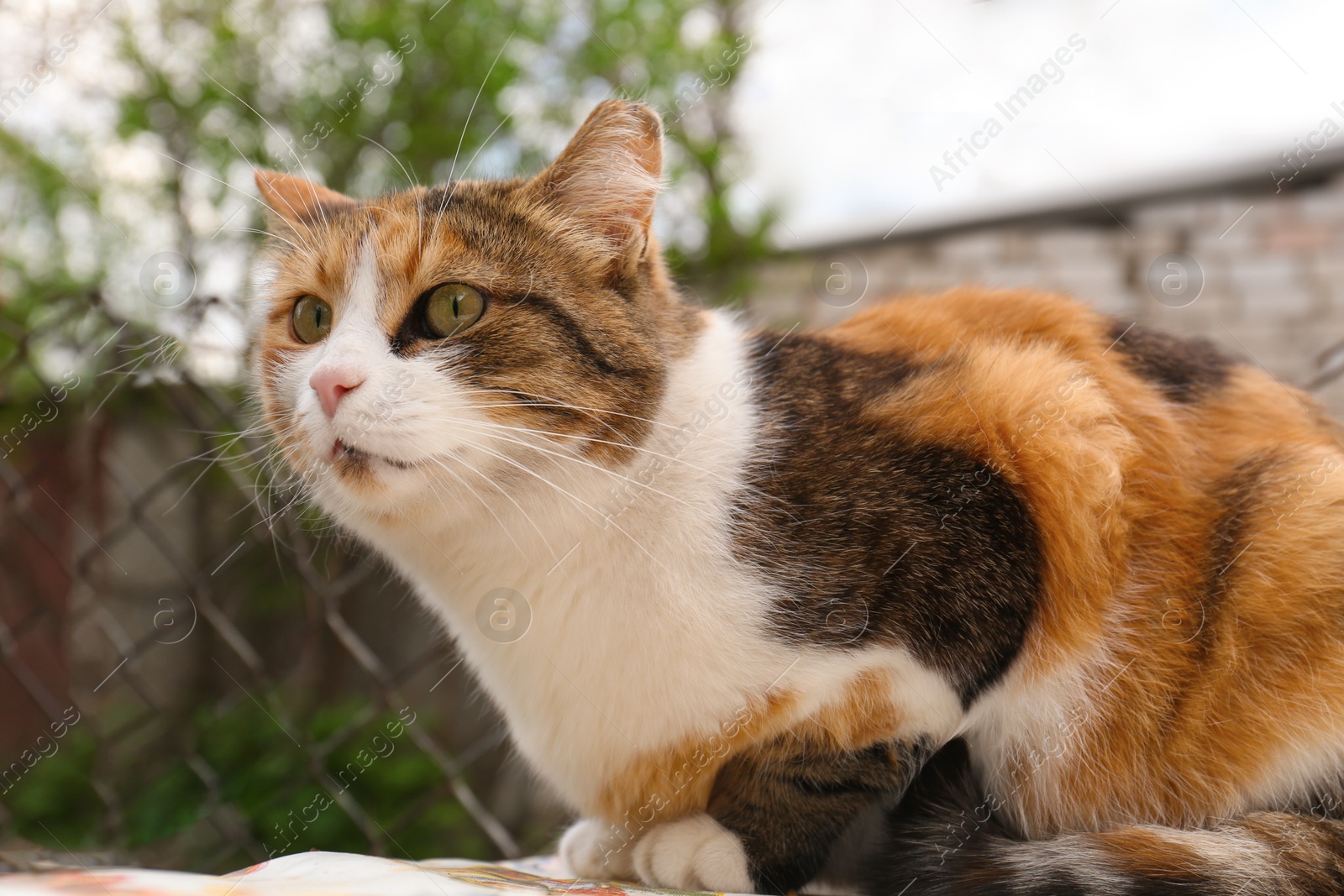 Photo of Cute fluffy cat with beautiful eyes outdoors