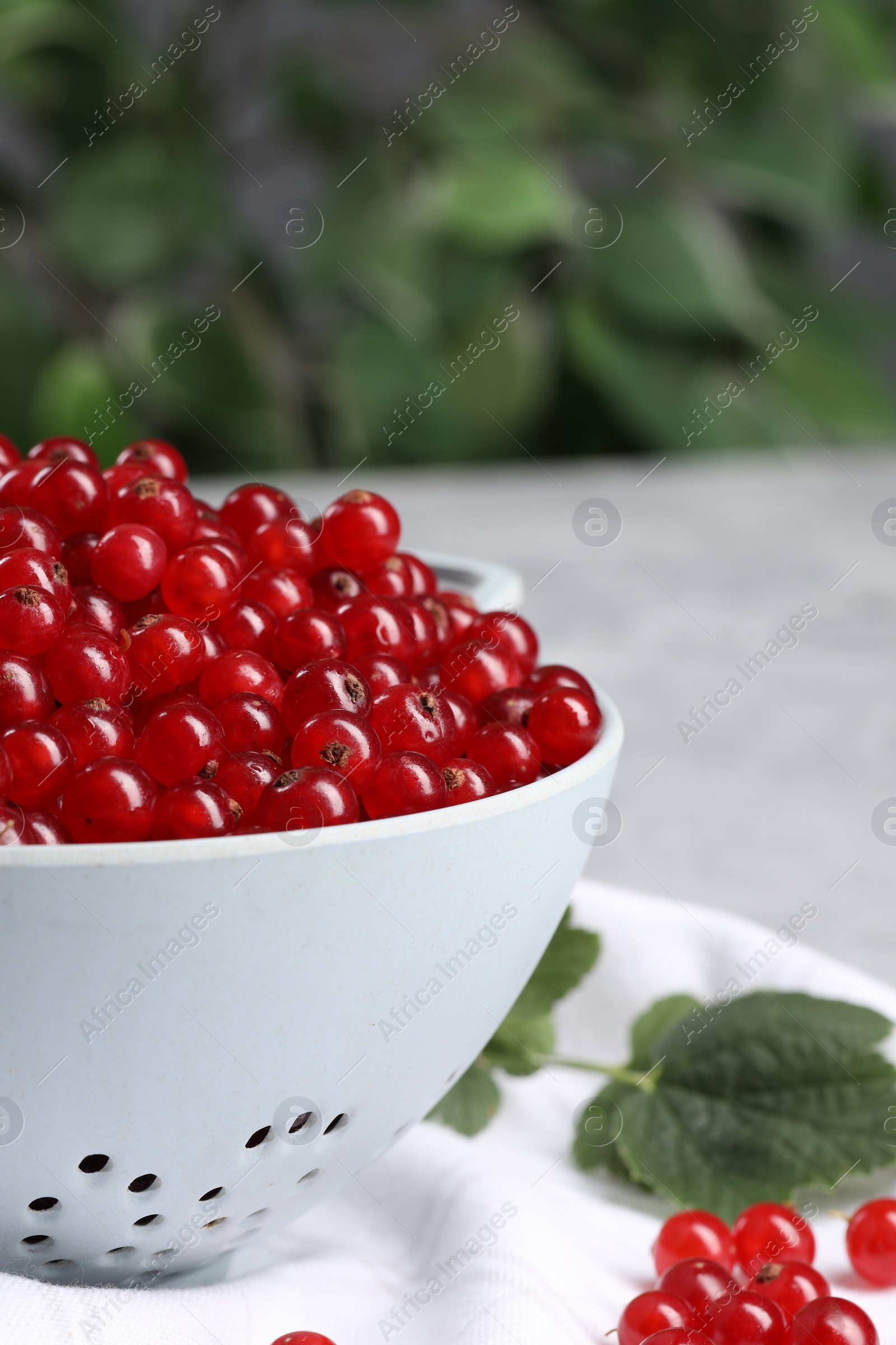 Photo of Ripe red currants in colander and leaves on grey table. Space for text