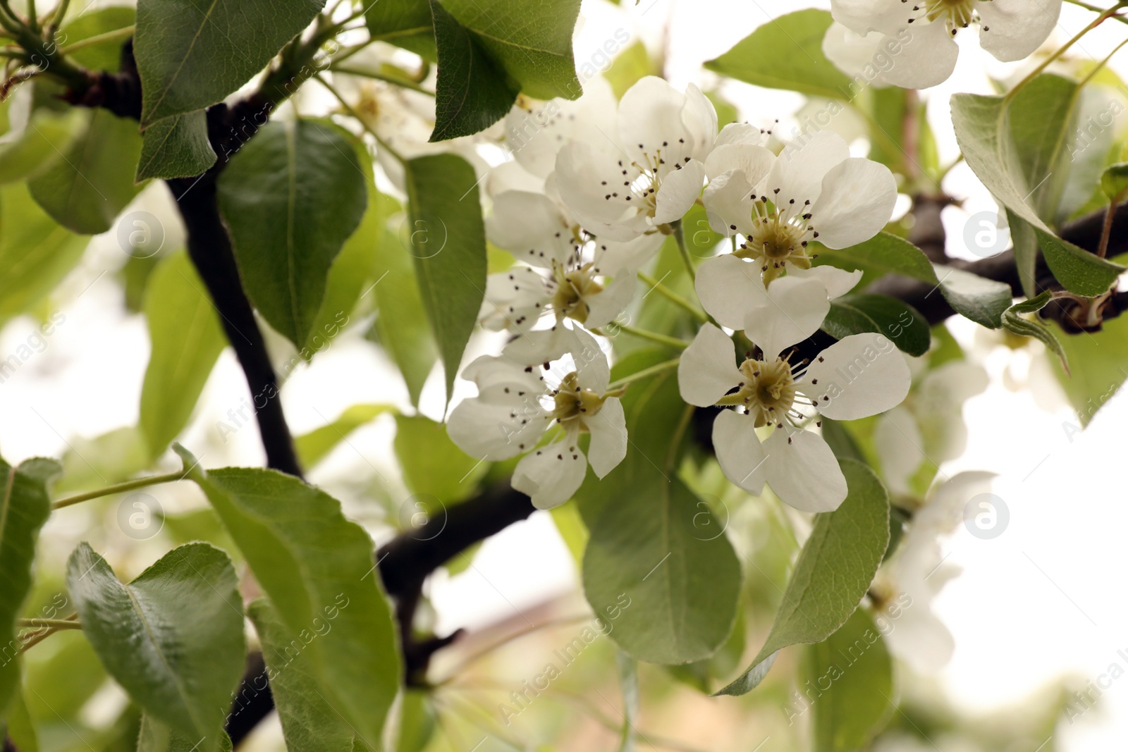 Photo of Cherry tree with white blossoms outdoors on spring day, closeup