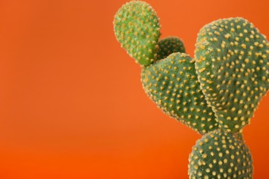 Photo of Beautiful green Opuntia cactus on orange background. Space for text