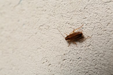 Photo of Brown cockroach on white floor, top view. Space for text