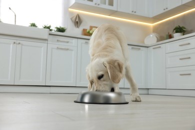 Photo of Cute Labrador Retriever eating from metal bowl in kitchen