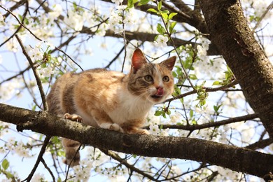 Cute cat on blossoming spring tree outdoors