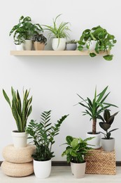 Photo of Collection of beautiful various houseplants in room