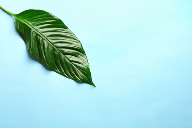 Photo of Beautiful tropical Spathiphyllum leaf on color background, top view
