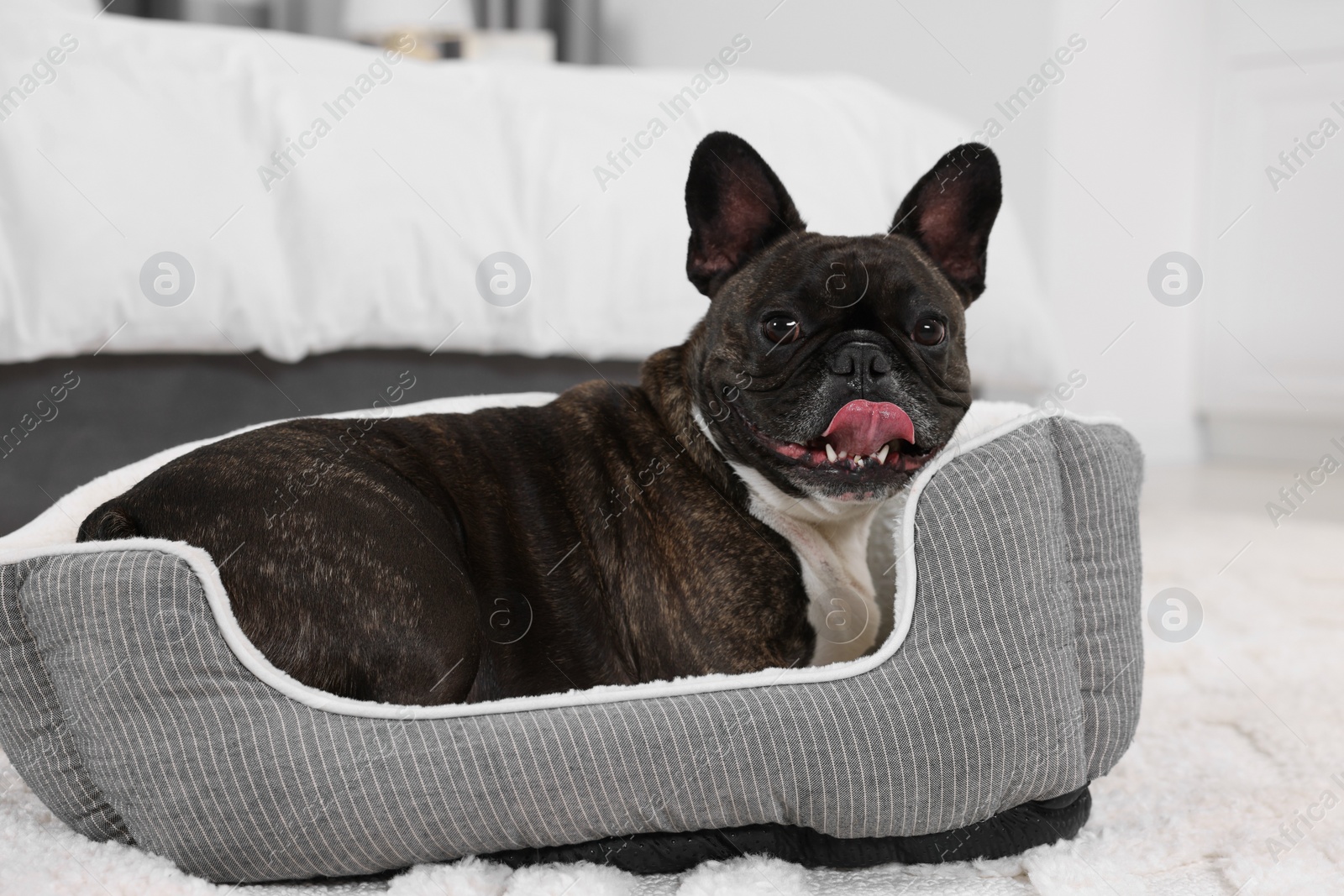 Photo of Adorable French Bulldog lying on dog bed indoors. Lovely pet