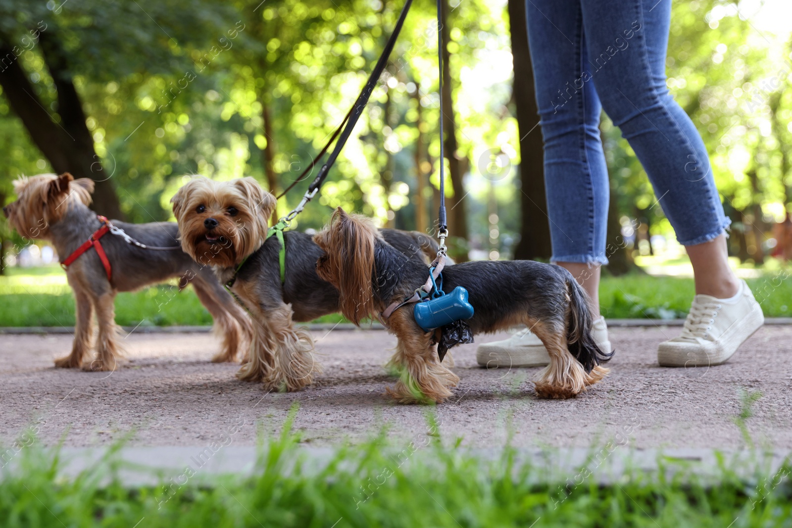 Photo of Cute Yorkshire Terrier dogs with holder for poo bags in park