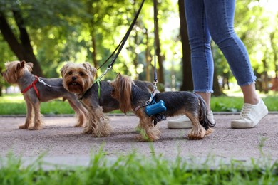 Cute Yorkshire Terrier dogs with holder for poo bags in park