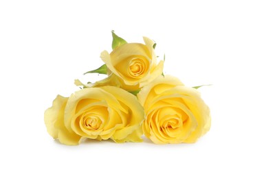 Beautiful fresh yellow roses isolated on white