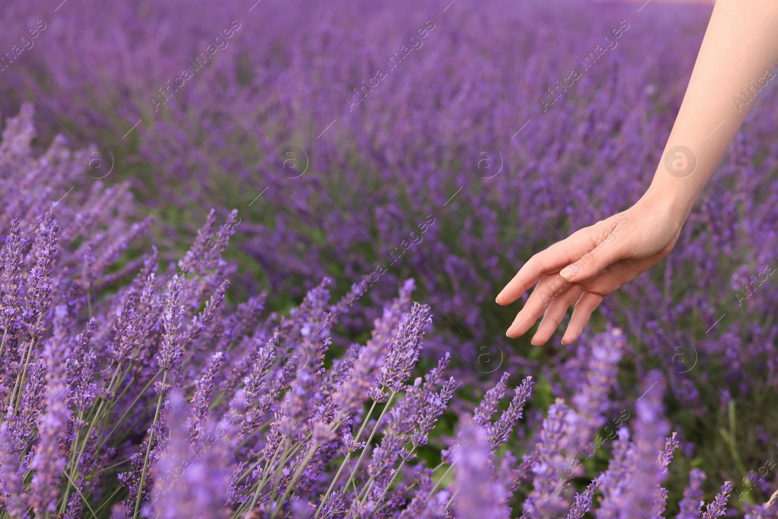 Photo of Woman touching beautiful lavender in field, closeup