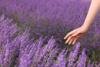 Photo of Woman touching beautiful lavender in field, closeup