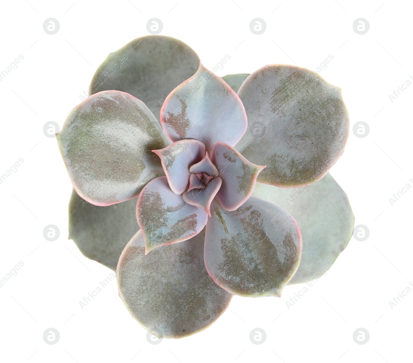 Image of Beautiful succulent on white background, top view