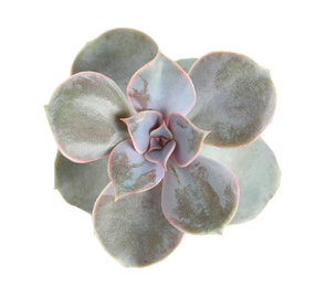 Image of Beautiful succulent on white background, top view