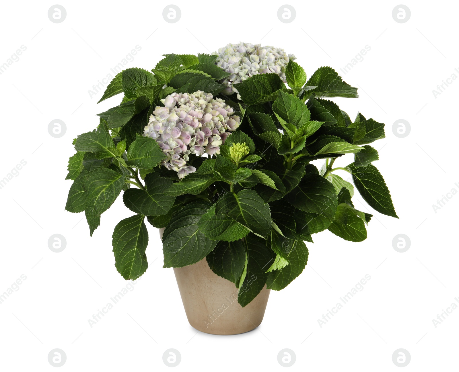 Photo of Potted hortensia plant with beautiful flowers isolated on white