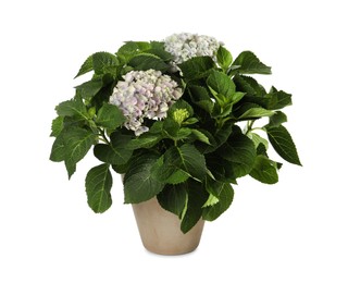 Photo of Potted hortensia plant with beautiful flowers isolated on white