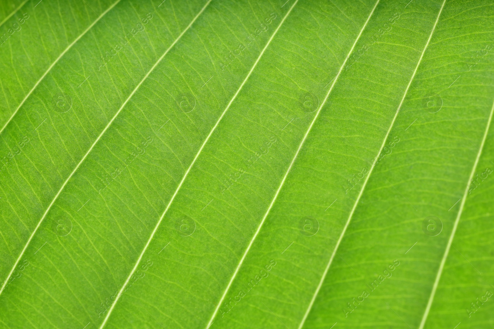 Photo of Macro photo of green leaf as background