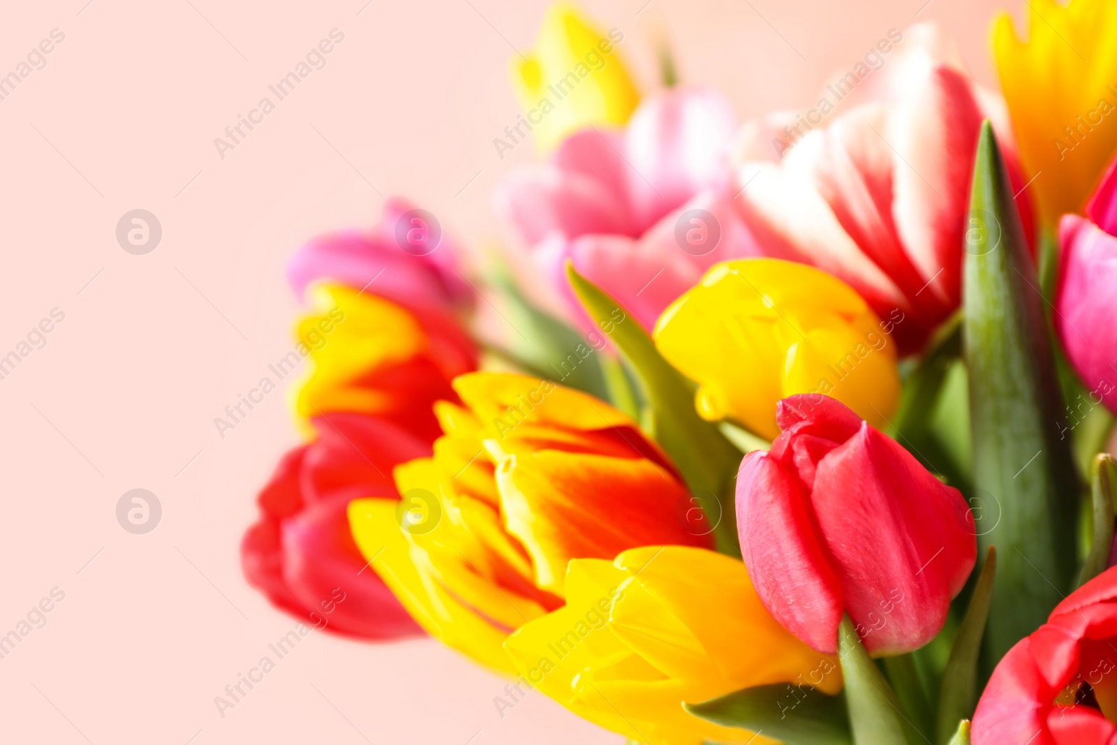 Photo of Beautiful spring tulips on light pink background, closeup