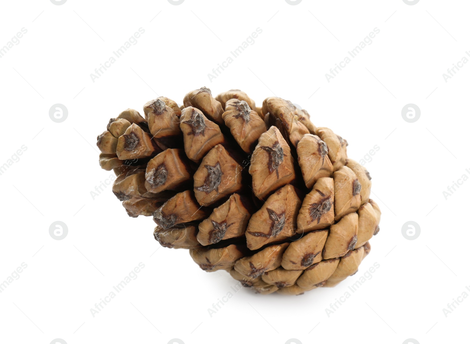 Photo of Beautiful dry pine cone isolated on white