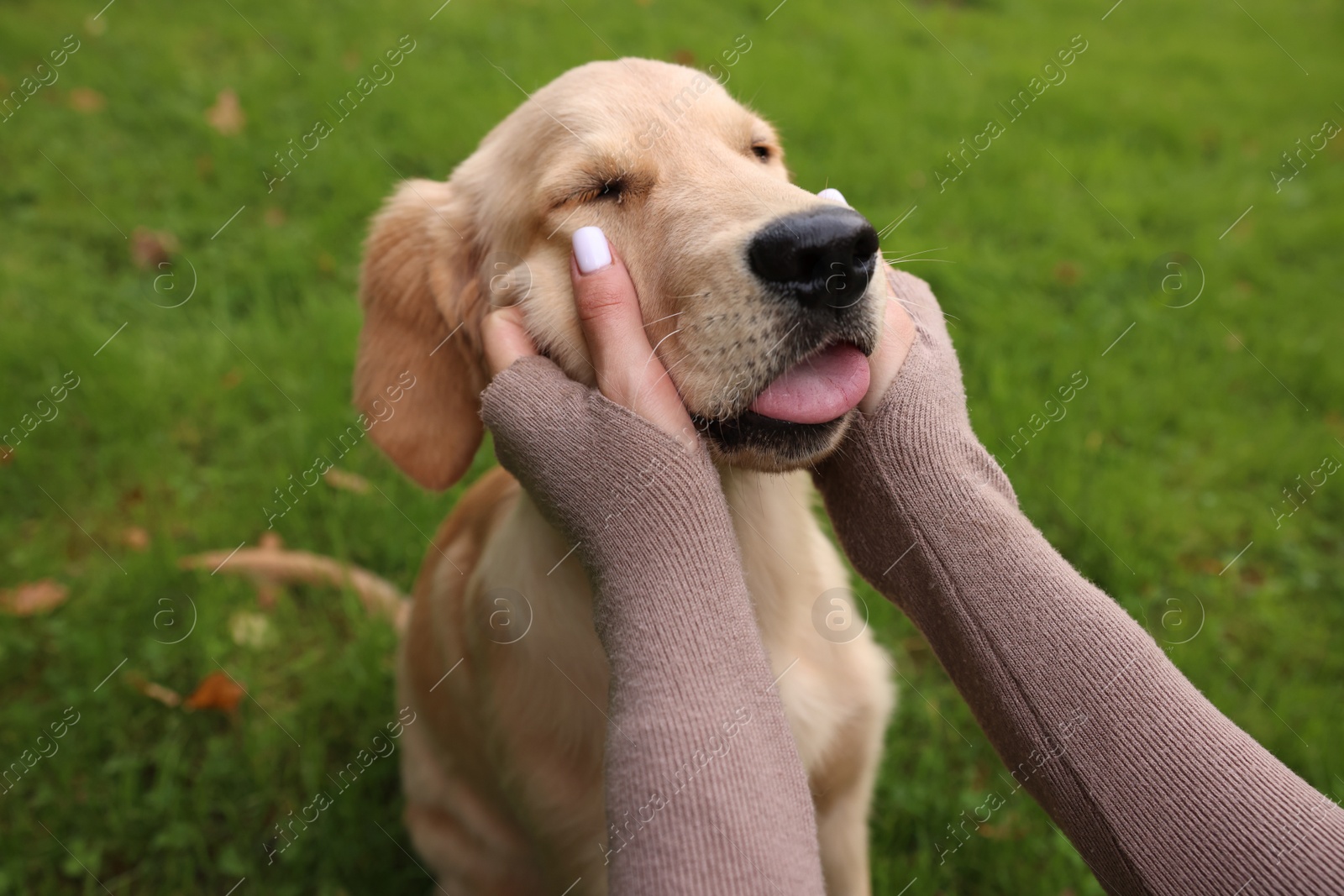 Photo of Woman petting adorable Labrador Retriever puppy on green grass in park, closeup