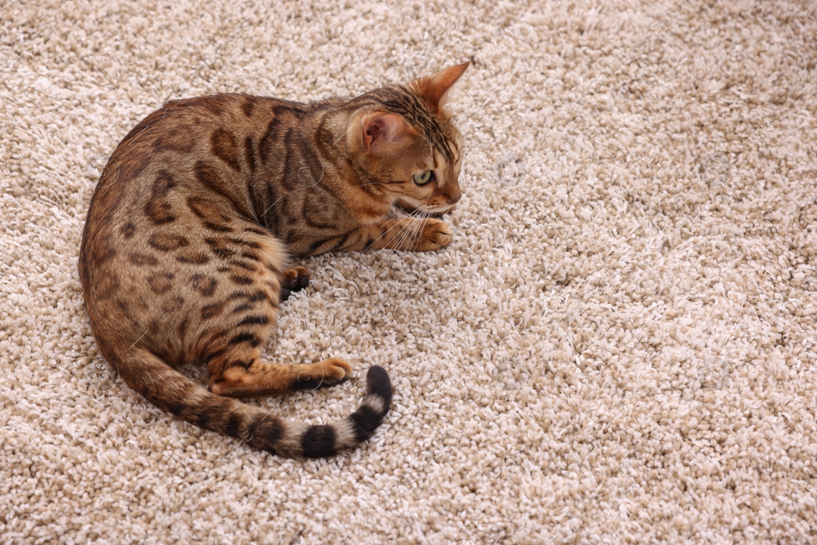 Photo of Cute Bengal cat lying on carpet at home, above view. Adorable pet