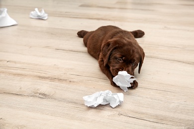 Mischievous chocolate Labrador Retriever puppy and torn paper on floor