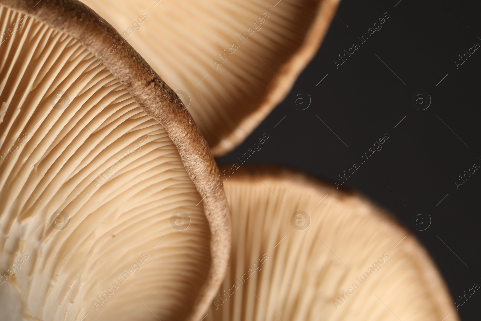 Photo of Macro photo of oyster mushrooms on dark grey background