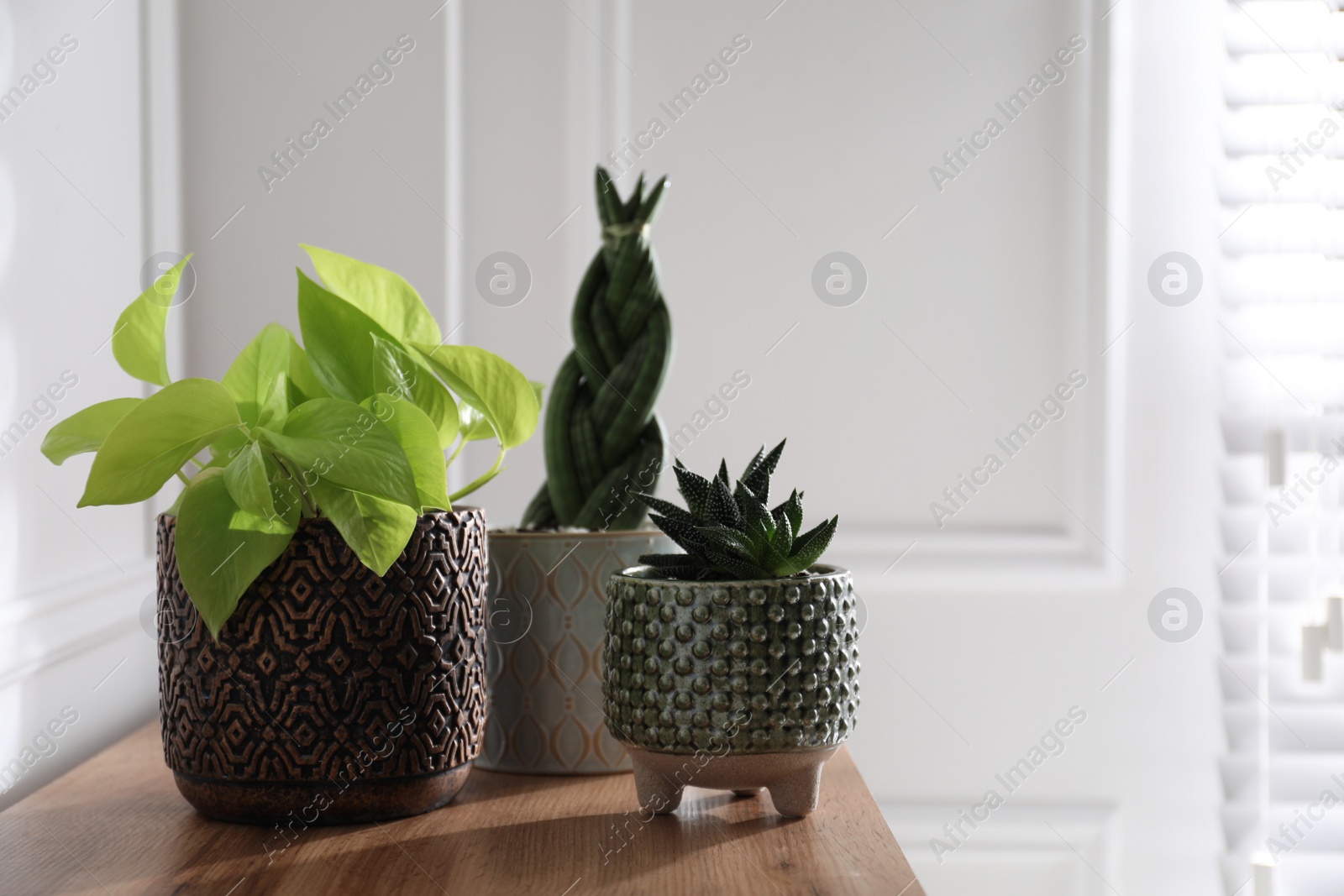 Photo of Beautiful potted houseplants on wooden table indoors. Space for text
