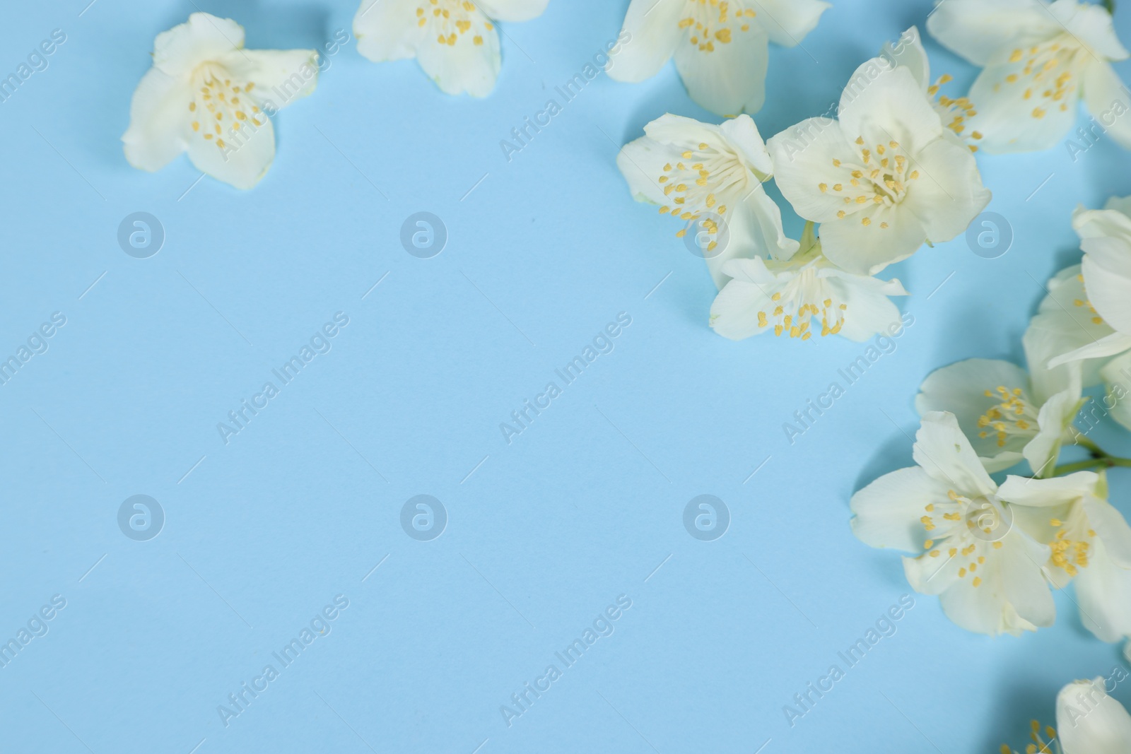 Photo of Beautiful jasmine flowers on light blue background, flat lay. Space for text