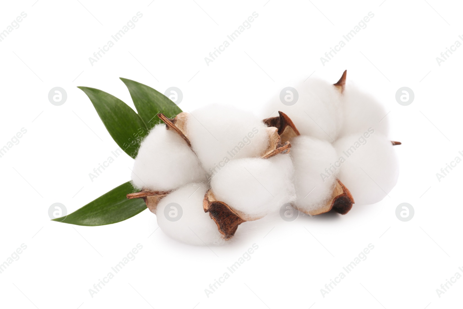 Photo of Beautiful fluffy cotton flowers isolated on white