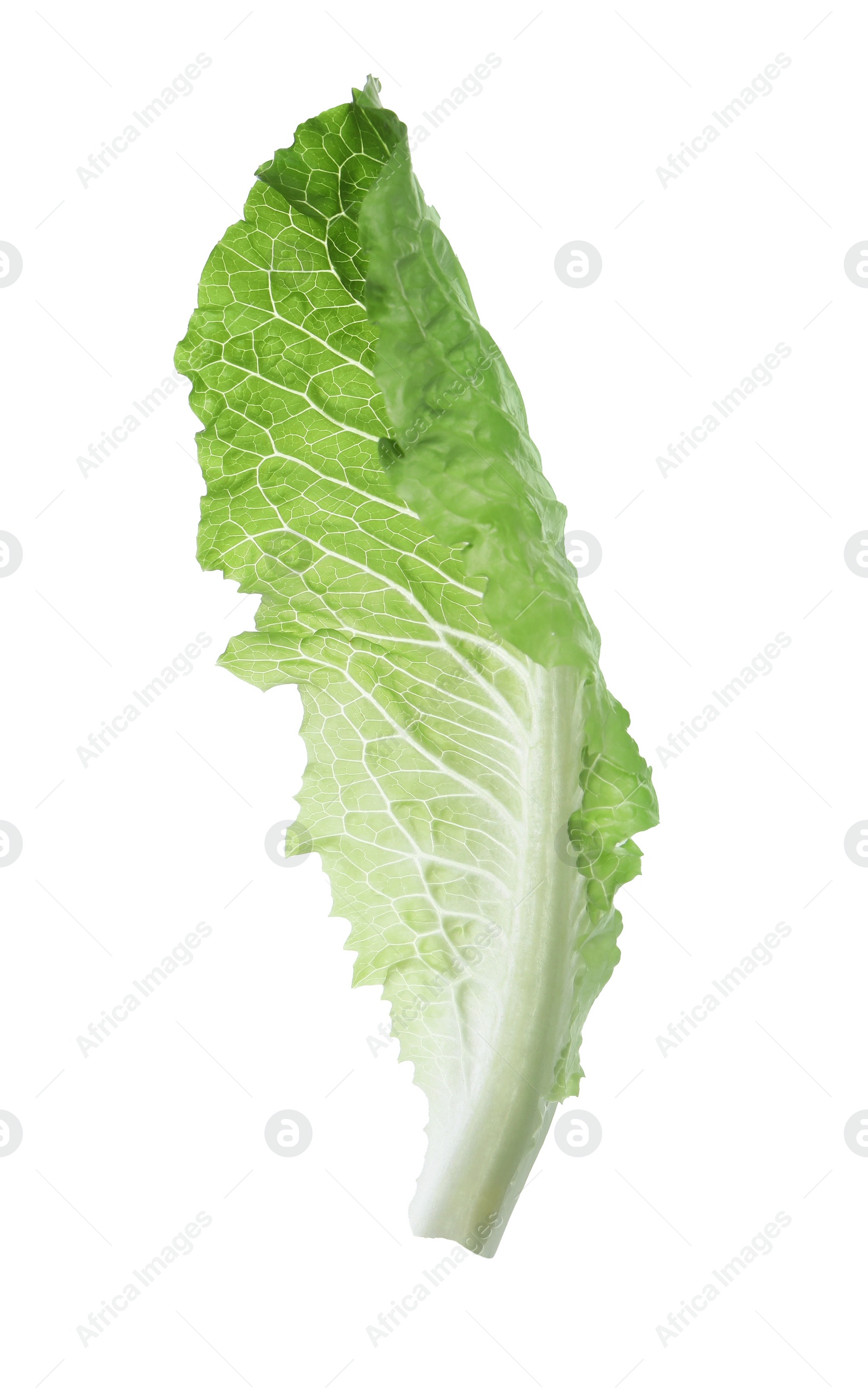 Photo of Fresh leaf of green romaine lettuce isolated on white