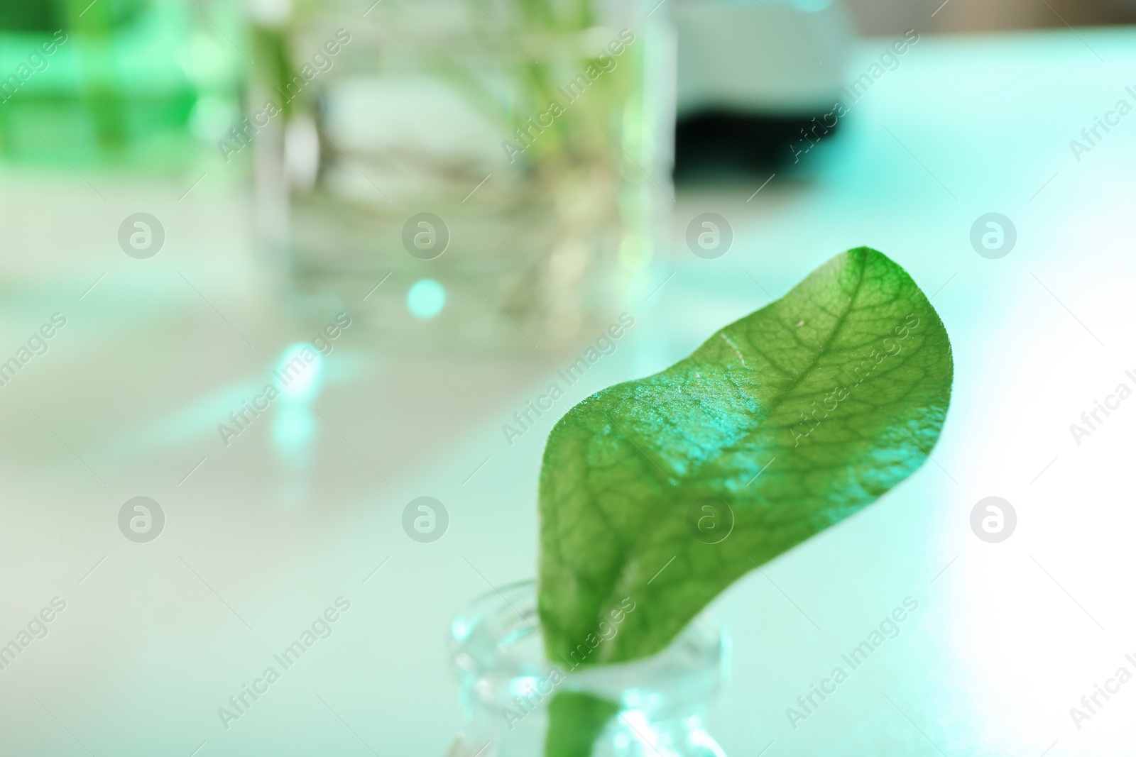 Photo of Green leaf in glassware on blurred background, closeup. Plant chemistry