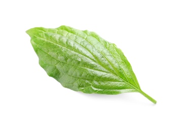 Photo of Beautiful spring green leaf on white background